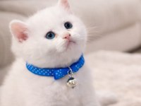 Scottish fold 55 günlük kedimiz