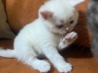 TATLI YAVRU BRİTİSH SHORTHAİR