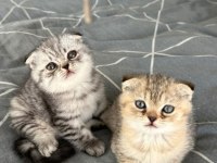 2 adet scottish fold