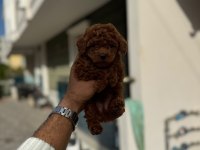 Toy Poodle Yavrularımız