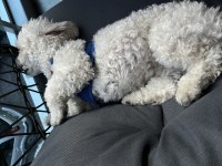 1 yaşında maltipoo oğlum