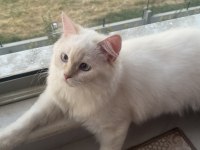 Sevimli cana yakın temiz bakımlı dost kedimiz