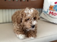 Petmode köpek çiftliğindrn maltipoo yavrumuz