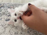 British longhair