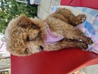 Anne poodle baba maltipoo