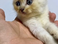 Scottish fold lynx point