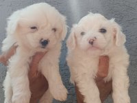 KUSURSUZ MALTESE TERRİER YAVRULAR
