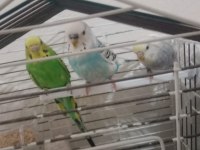 3 adet muhabbet kuşu