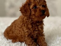 TOY POODLE BEBEKLERİ