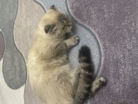6 Aylık Saf Kan Scottish Fold