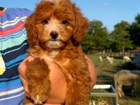 BONCUK GİBİ RED MALTİPOO