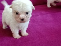 Teacup Maltese yavrumuz