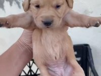 Golden Retriever Köpeği Yavrularımız