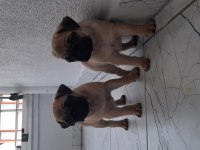 Pug bebekleri