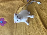 Scottish fold colorpoint
