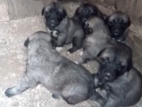 Kangal köpeği yavruları