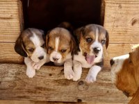 Safkan beagle bebekler