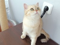 ÜCRETSİZ SCOTTİSH STRAİGHT GOLDEN TABBY DİŞİ