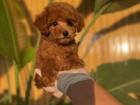 Toy Poodle Bebekler Referans Yavru