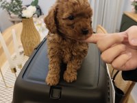 Teacup Maltipoo Yavrular Eskişehir
