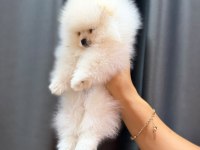TÜRKİYENİN EN GÜZEL POMERANİAN BOO ERKEĞİ