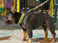 Eğitimli Bluetan Egzotik Kompakt French Bulldog Erkek