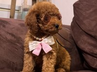 Kızıl Siyah Ve Silver Toy Poodle Bebeklerim