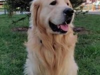 Safkan golden retriever bebekler