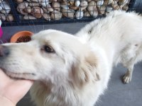 Fino erkek kısır köpeğimiz