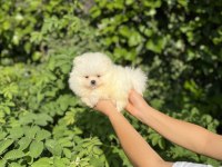 Üst Kalite Pomeranian Boo Bebekler