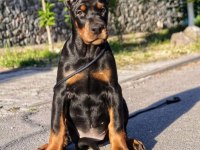 Safkan doberman yavrular