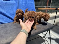 Petmode köpek çiftliğinden toy poodle yavrularımız