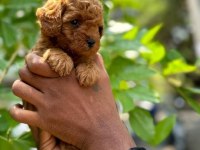 Toy Poodle Yavruları