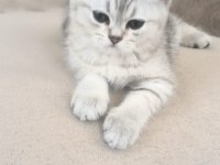 2 aylık erkek british shorthair