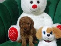 45 günlük poodle kuru mama yiyorlar