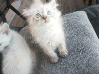 British longhair uygun puanlı