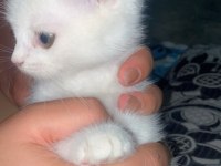 Bir buçuk aylık scottish fold