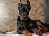 İyi kalite doberman yavrular
