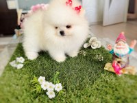 MİNİ BOY DİŞİ KORE KAN POMERANİAN