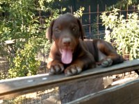 Şecereli Safkan Anne Babadan 2 Aylık Doberman Yavruları