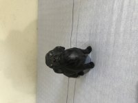 Yavru chihuahua