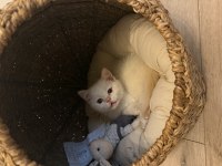 Sevimli british shorthair