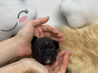 HARİKA ANATOMİYE SAHİP FRENCH BULLDOG YAVRULARIM