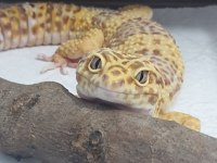 Dişi-Erkek Gecko