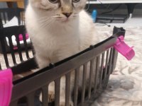 Acil yuva arıyorum scottish fold kedilerime
