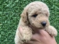 Kore kan teacup toy poodle