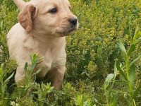 Baby face golden retriever