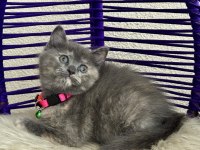 British Shorthair Yavrular