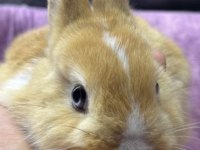 CÜCE NETHERLAND DWARF TAVŞAN YAVRULARIMIZ