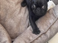 Sahibinden 3 Aylık Siyah Erkek Yavru Pug